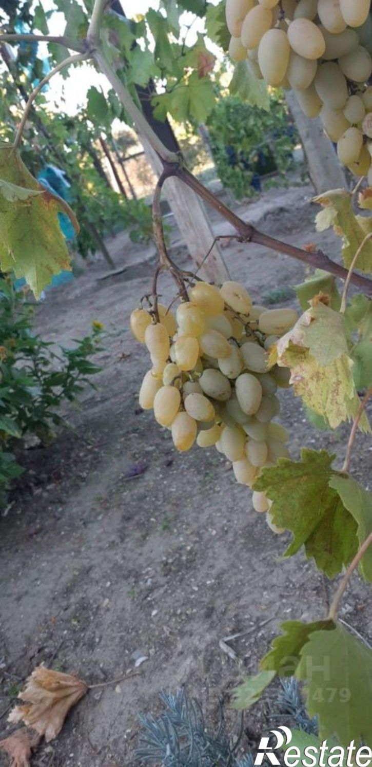 Коттедж/дом СПК Степное-1